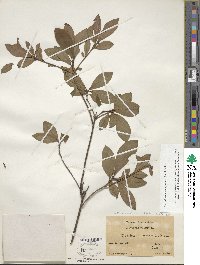 Rhododendron prinophyllum image