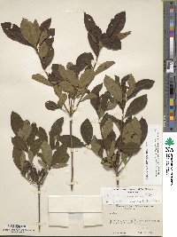 Rhododendron prinophyllum image