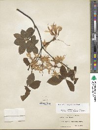 Rhododendron prinophyllum image