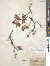 Rhododendron prinophyllum image