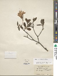 Rhododendron prinophyllum image