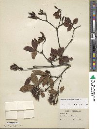 Rhododendron prinophyllum image