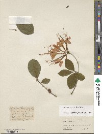 Rhododendron prunifolium image