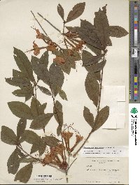 Rhododendron prunifolium image