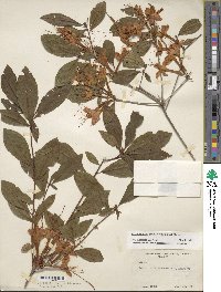 Rhododendron prunifolium image