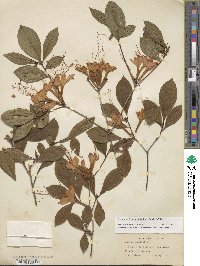 Rhododendron prunifolium image