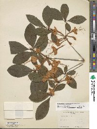 Rhododendron prunifolium image