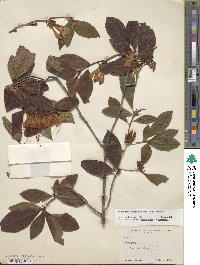 Rhododendron prunifolium image