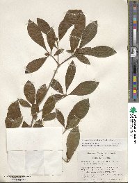 Rhododendron prunifolium image