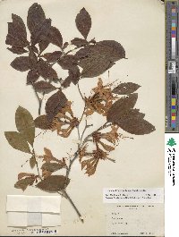 Rhododendron prunifolium image