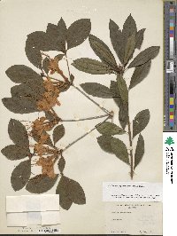 Rhododendron prunifolium image