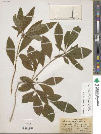 Rhododendron prunifolium image