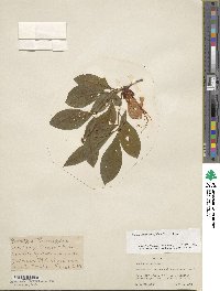 Rhododendron prunifolium image