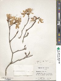 Rhododendron vaseyi image