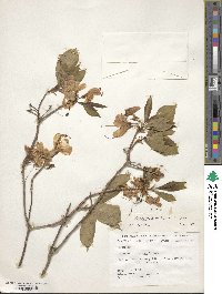 Rhododendron vaseyi image