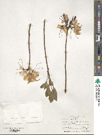 Rhododendron vaseyi image