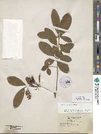 Rhododendron viscosum image