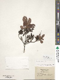 Rhododendron viscosum image