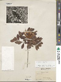 Rhododendron viscosum image