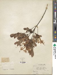Rhododendron viscosum image