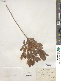 Rhododendron viscosum image