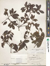 Rhododendron viscosum image