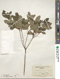 Rhododendron viscosum image