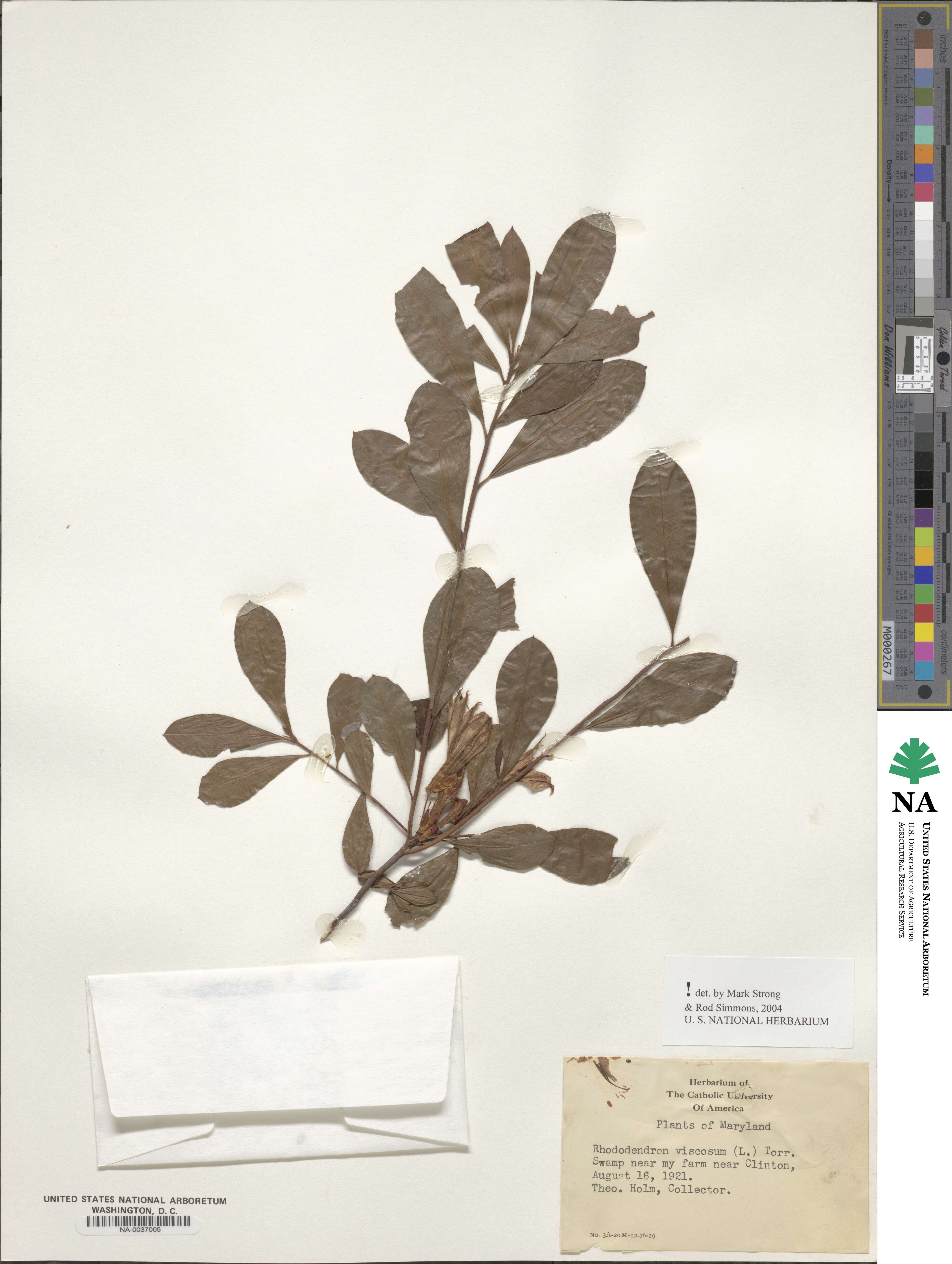 Rhododendron viscosum image