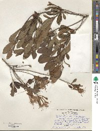 Rhododendron viscosum image