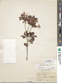 Rhododendron viscosum image