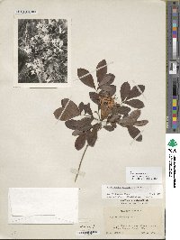 Rhododendron viscosum image