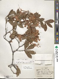 Rhododendron viscosum image