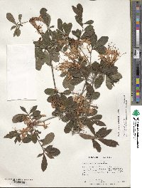 Rhododendron viscosum image