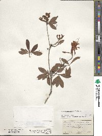 Rhododendron viscosum image