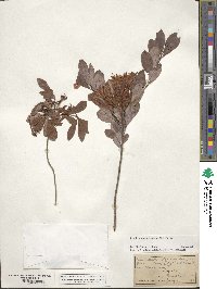 Rhododendron viscosum image