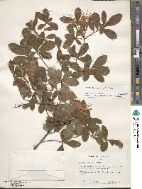 Rhododendron viscosum image