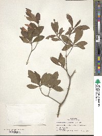Rhododendron viscosum image