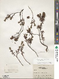 Rhododendron tomentosum image