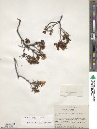 Rhododendron tomentosum image