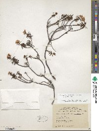 Rhododendron tomentosum image