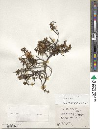 Rhododendron tomentosum image