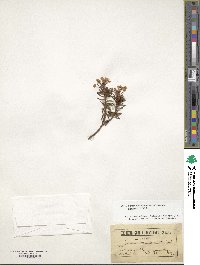 Rhododendron tomentosum image