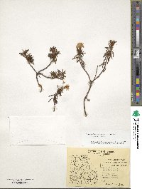 Rhododendron tomentosum image