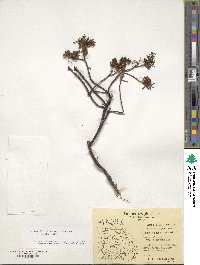 Rhododendron tomentosum image