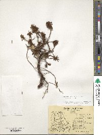 Rhododendron tomentosum image