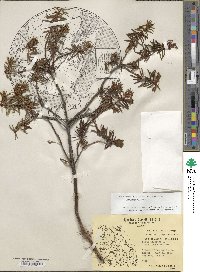 Rhododendron tomentosum image