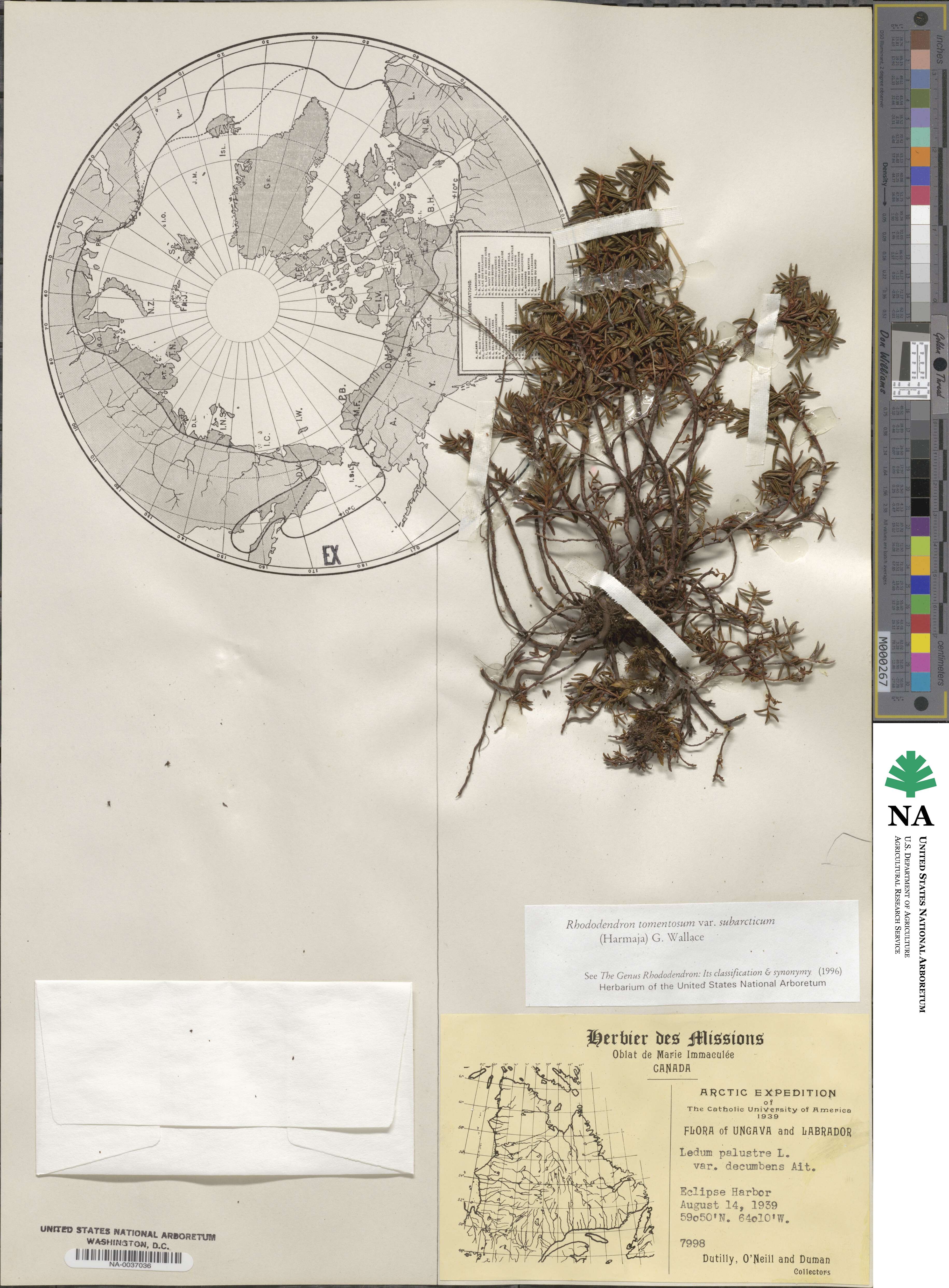 Rhododendron tomentosum image