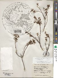 Rhododendron tomentosum image