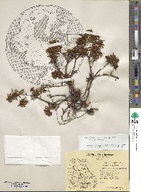 Rhododendron tomentosum image