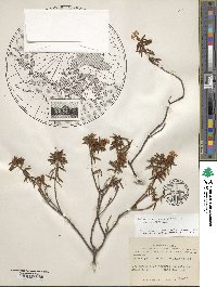 Rhododendron tomentosum image